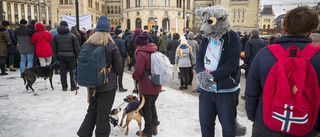 Norska politiker ropar varg – snön kan avgöra