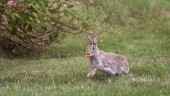 Ännu en dödlig virussjukdom sprider sig bland kaniner