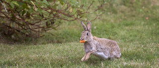 Ännu en dödlig virussjukdom sprider sig bland kaniner