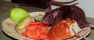 Se upp – nu kommer råttorna och mössen • Löpande saneringar i Vimmerby • Anticimex: "Har ökat de senaste åren"