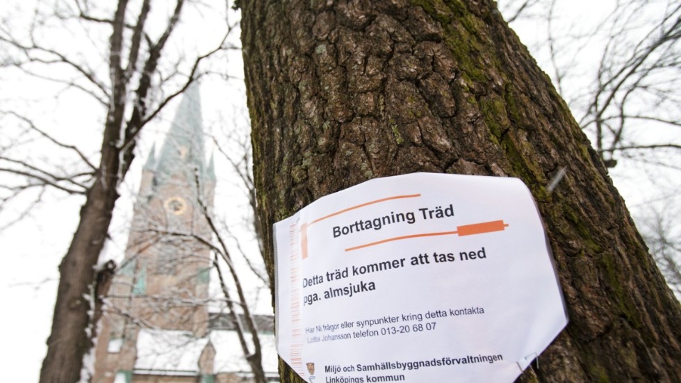 I Linköping har en hel del träd fått fällas på grund av almsjuka de senaste åren.