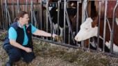 Mjölkbonden: "Det kan bli att svensk mat väljs bort i större utsträckning"