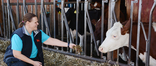 Mjölkbonden: "Det kan bli att svensk mat väljs bort i större utsträckning"
