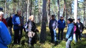 Urgammal och ny skog hos Holmen Skog