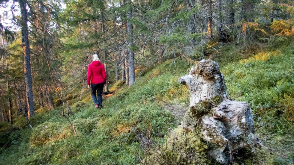 Att vandra i skog och mark mår vi människor bra av. Det ger rekreation, lugn och harmoni. Den möjligheten måste vi värna även för kommande generationer, skriver liberalerna Monica Holtstad och Anna Drake. Genrebild.
