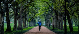 Träd i stadsmiljöer måste skyddas och bevaras