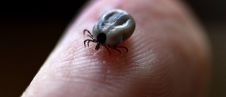 Tick-borne disease TBE is becoming increasingly common in Sweden
