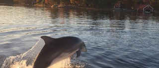 Delfinbesök i Trosa skärgård kan kopplas till klimatet 