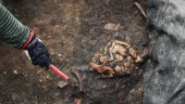 Skelett hittades i ruinen • Dansk knekt eller Västerviksbo? Då kan vi få ett svar