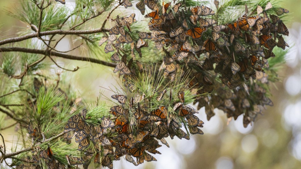 Ett kluster av monarkfjärilar i ett pinjeträd i Kalifornien. Arkivbild.