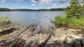 Vacker men vildvuxen ö i Finspång blir naturreservat