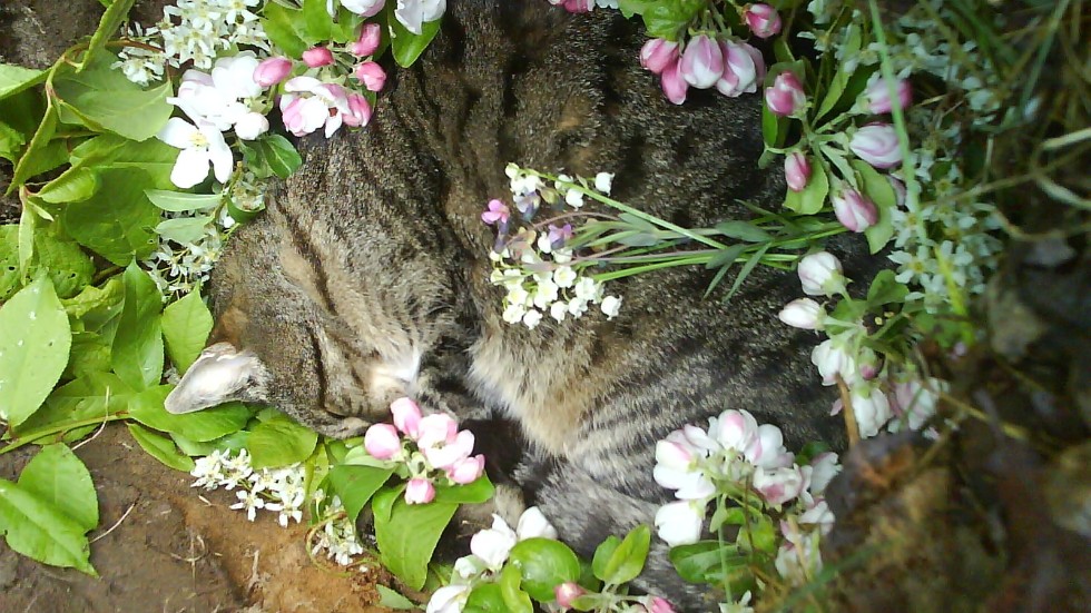 Begravningen därhemma blev fin, men jag ångrar att jag lät katten Astor leva lite för länge.