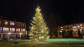Julstämning i Gunnebo – HSB och skogsägaren skänker granpengarna till Ukraina
