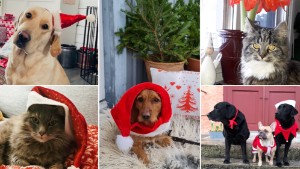 Har du Gotlands charmigaste juledjur? • Mer än 60 bidrag har kommit in • Var med tävla!