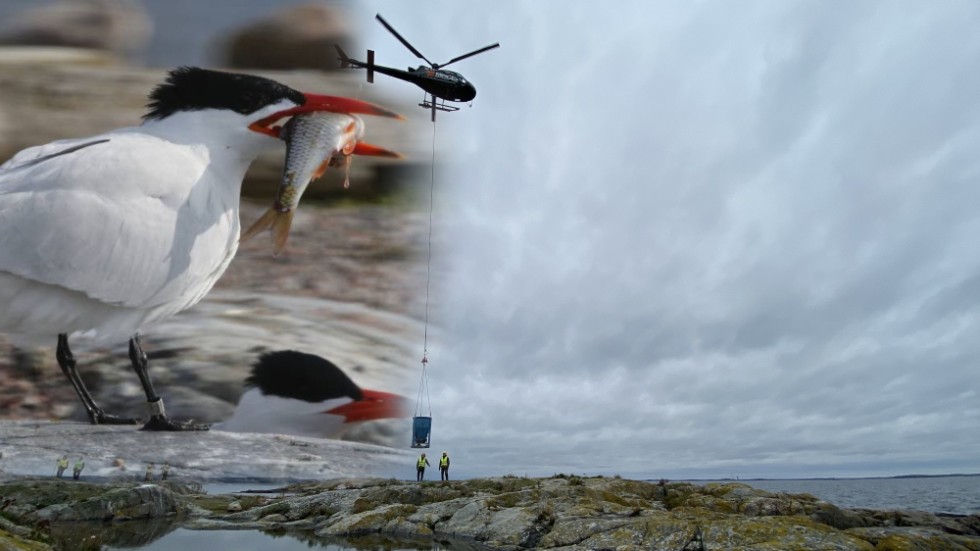 Skräntärnorna i Oxelösunds skärgård får helikopterhjälp. Genom att flyga ut grus till öar i ytterskärgården hoppas Länsstyrelsen att deras häckningsplatser ska förbättras.