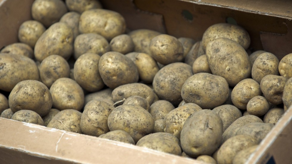 Årets potatisskörd uppgår till 338|000 ton, spår föreningen Potatisodlarna.