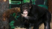 Furuviksparken delade upp schimpanserna – kan ha brutit mot lagen
