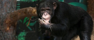 Furuviksparken delade upp schimpanserna – kan ha brutit mot lagen