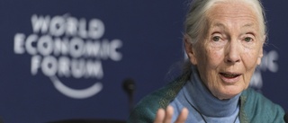 Jane Goodall-institutet fördömer apskjutningen
