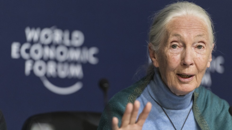 Organisationen Jane Goodall Institute grundades av den brittiska forskaren Jane Goodall. Arkivbild.