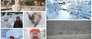 BILDEXTRA: Här är läsarnas vackraste – och mest udda – snöbilder