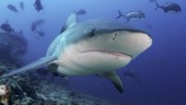 Sändare i livmoder ska ge svar om hajens ungar