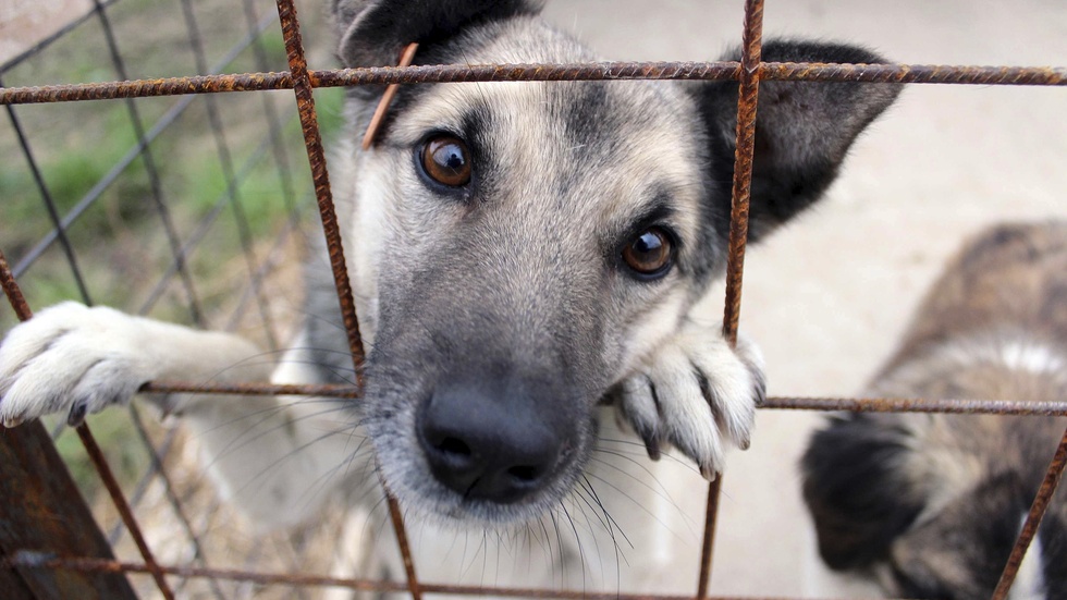 Länsstyrelsen såg det nödvändigt att omhänderta hundarna omedelbart. Hunden på bilden är inte en av hundarna i texten. Arkivbild.