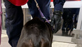 Polisen hittade mager hund – ägaren döms för djurplågeri 