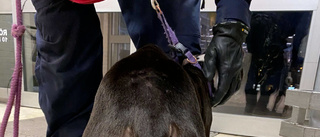 Polisen hittade mager hund – ägaren döms för djurplågeri 