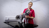 Nyexaminerade Isabelle flyttar hem till Piteå för veterinärjobb