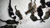 Hade 159 katter i lägenhet – franskt par döms