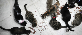 Hade 159 katter i lägenhet – franskt par döms