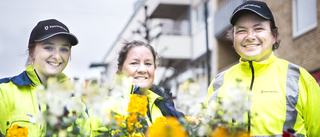 Tusentals blommor på väg ut – har redan vandaliserats