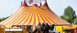 Djuren lider på cirkus