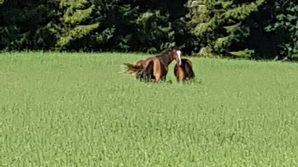 Hästarna verkar trivas och riskerar bara magont för att de ätit för mycket gräs.