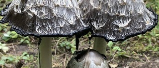 Läckra svampar vann i september