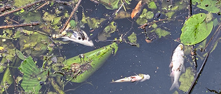 Mängder av död fisk i Enköpingsån
