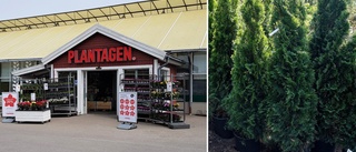 Växtkuppen: Träd och buskar lyftes över butikens staket
