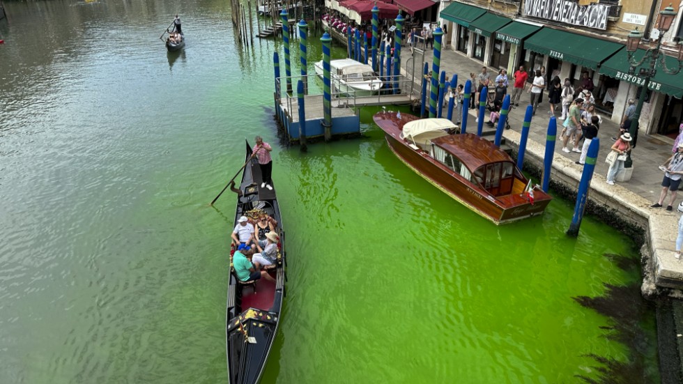 En venetiansk gondoljär paddlar turister genom det ljusgröna vattnet.