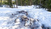 Skoteråkare hittade döda renar • "Märkligt att de bara tippats"