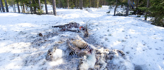 Skoteråkare hittade döda renar • "Märkligt att de bara tippats"