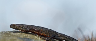 Salamanderfynd kan rubba täktplaner