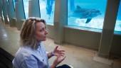 Därför tog de beslutet att ta bort delfinerna: "Det är klart att jag känner oro för att vi tappar besökare"