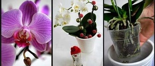 Orkidéer- stiligaste julblommorna