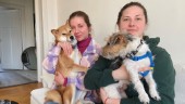 Hundarna inte välkomna här – åkte vidare till Norge: "Min hund är allt jag har"