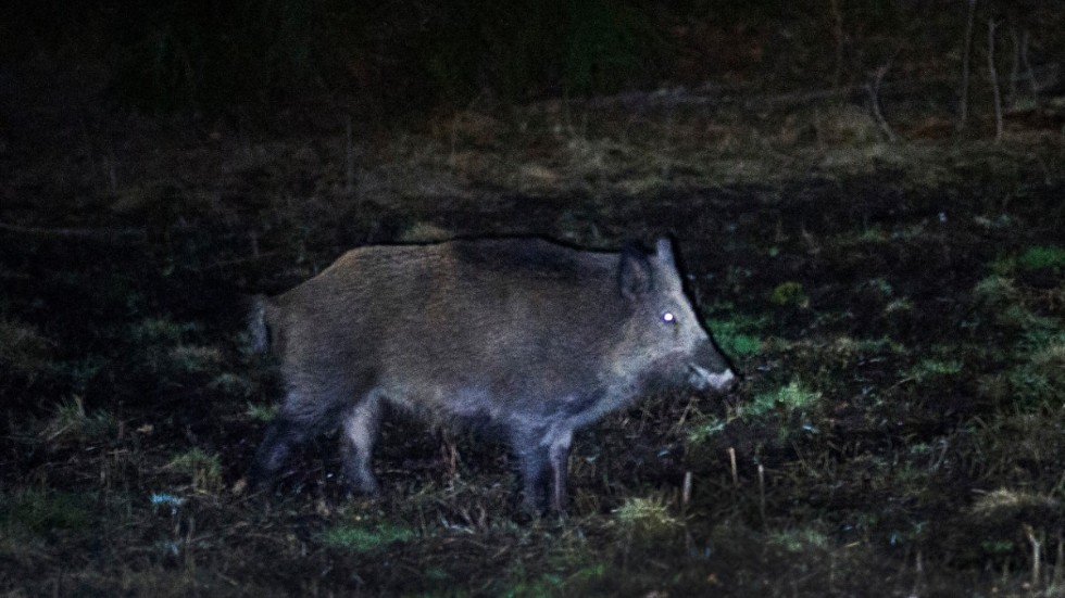 Vildsvin är nästan bara ute på nätterna. Arkivbild.