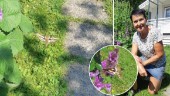 Sällsynta ”kolibrin” följde värmen upp till Skellefteå – överraskade Anita i trädgården: ”Jag blev så häpen”
