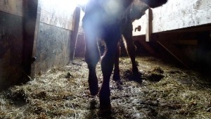 Lantbrukare åtalas för djurplågeri • Kalvar avlivades på plats