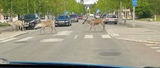 Laglydiga renar fångade på film när de använder övergångsstället mitt i samhället