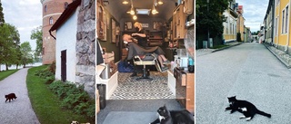 Instagramkatten Lennart om livet i Mariefred: "Jag har många vänner här i stan" ✓Kändisskapet ✓Favoritrestauranger